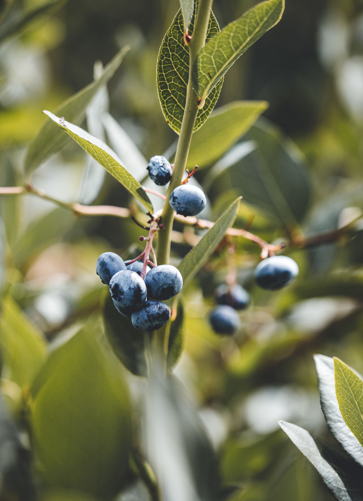 Obrázek galerie- 14