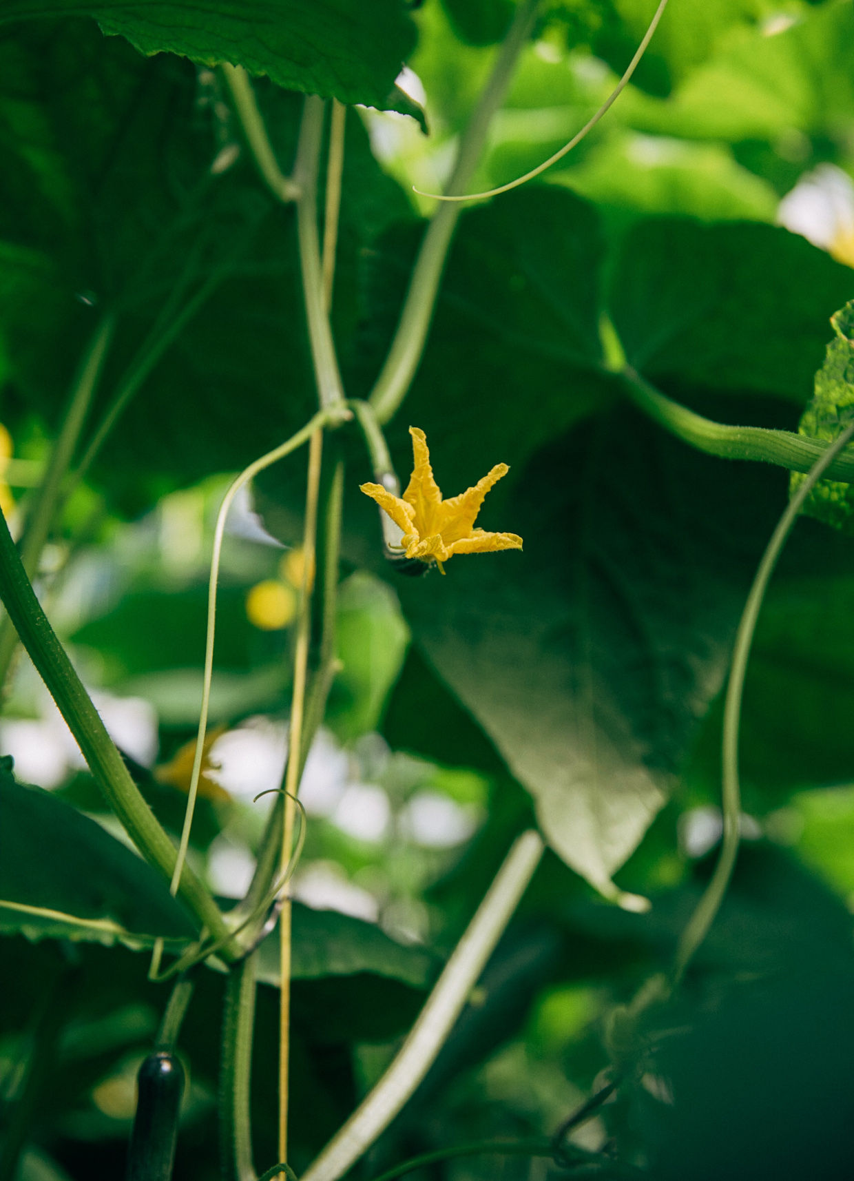 Obrázek galerie- 10