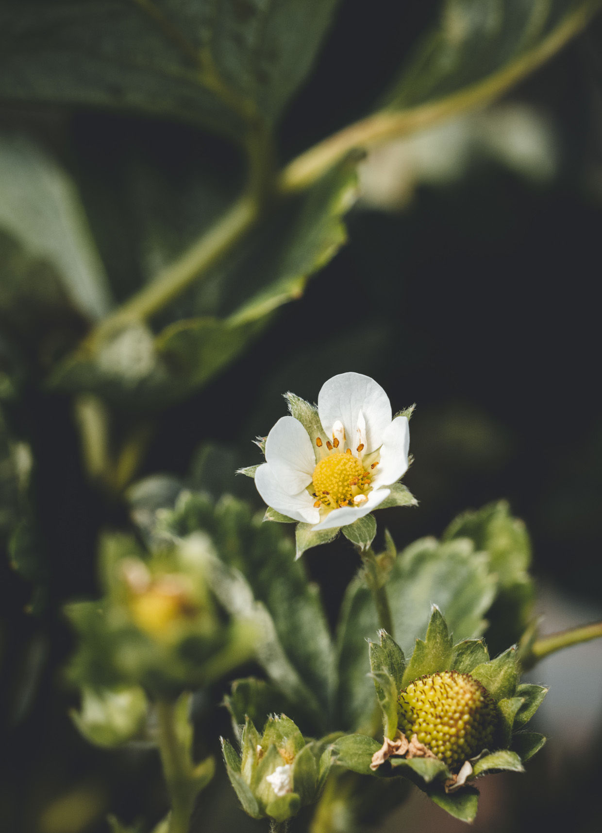 Obrázek galerie- 21